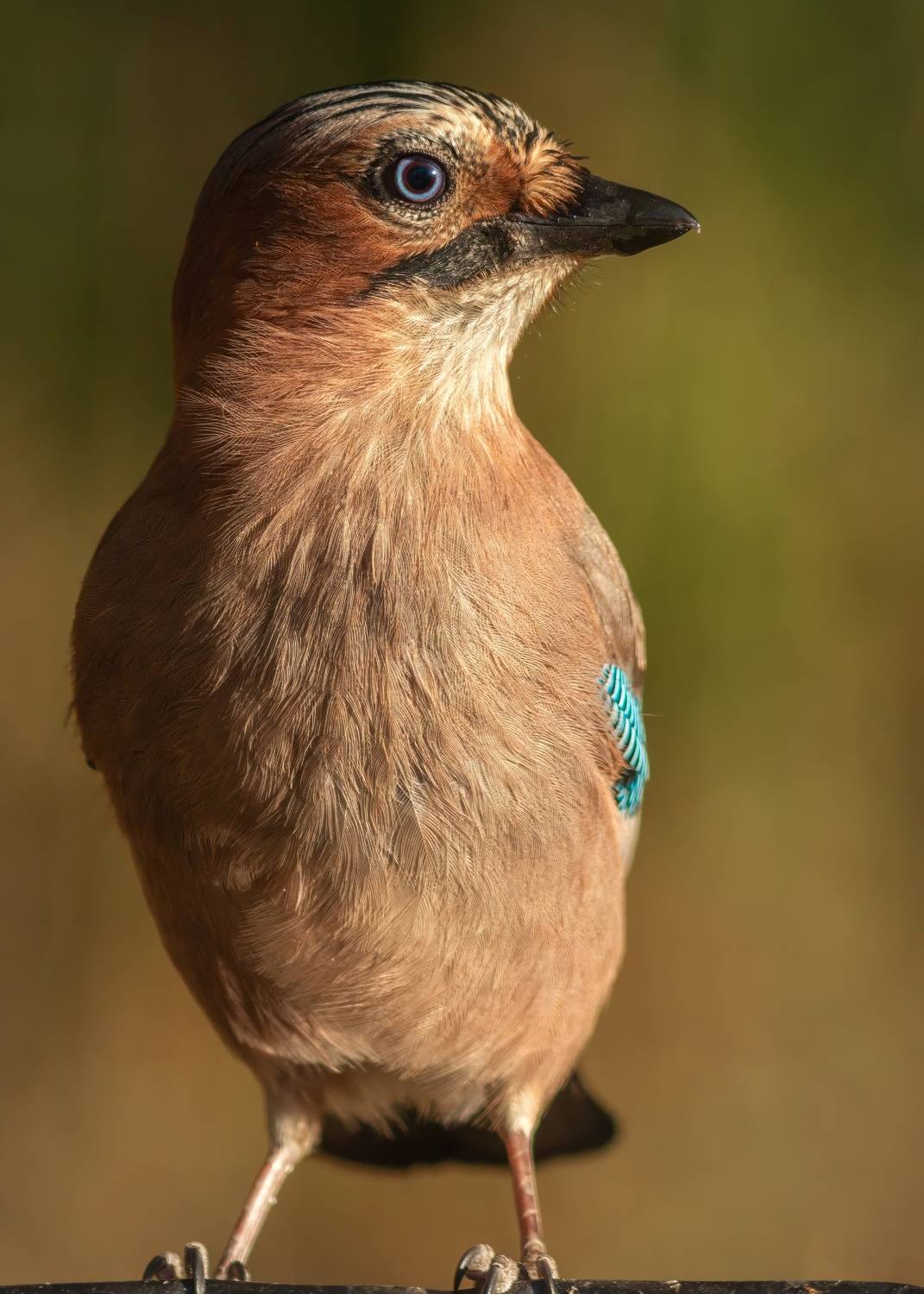 Портрет сойки. Автор: Пронин Денис птицы, сойка, природа, лес, Пронин Денис
