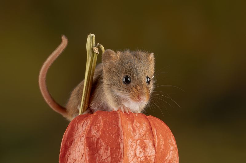 harvest mouse, mouse, rodent, animals, nature, wildlife, canon Harvest Mousephoto preview