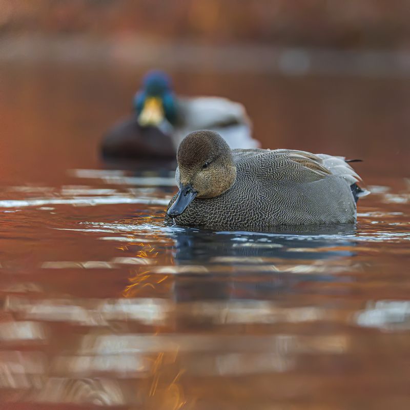 серая утка, птицы, утка Серая утка в закатном светеphoto preview