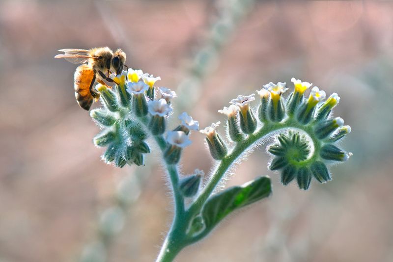 *Воспоминание о жарком лете...photo preview