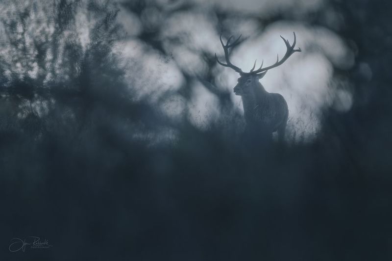 олень, беларусь, гон, deer, rut, осенний гон, красный бор Хранитель тишины фото превью