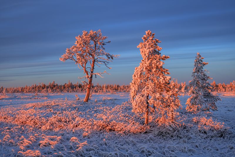 Новогодняя...photo preview