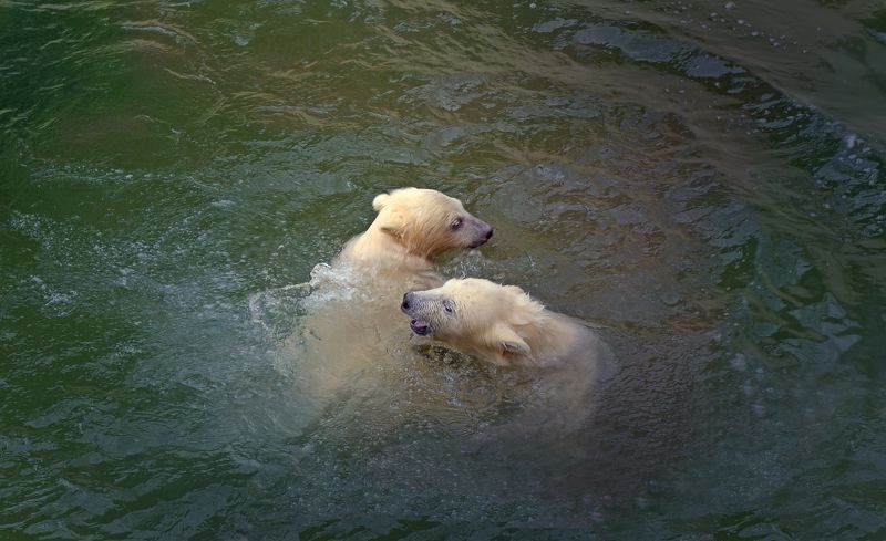 Белые медведи photo preview