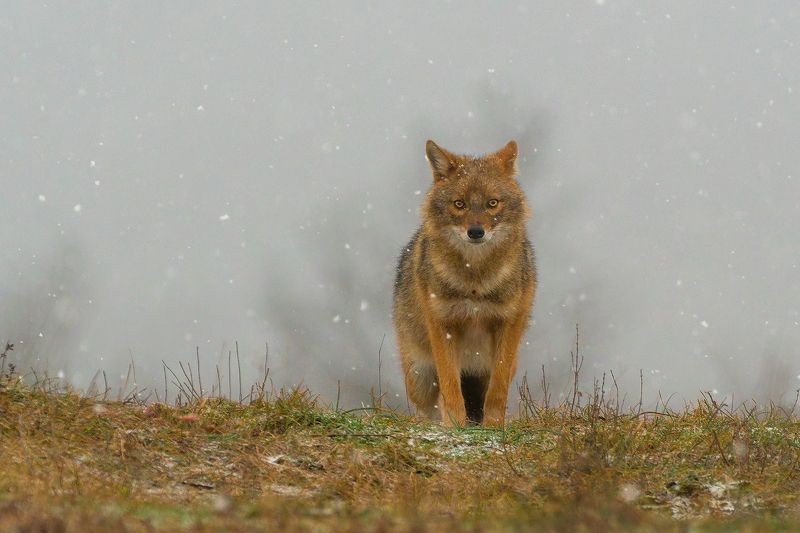 Златист чакалphoto preview