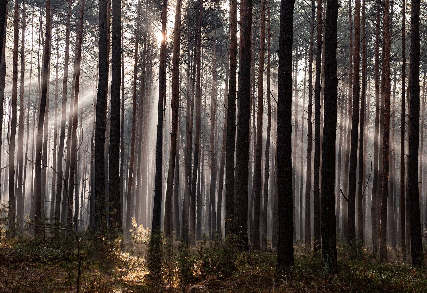 słoneczny las. Автор: Tomek Bańdo , Tomek Bańdo