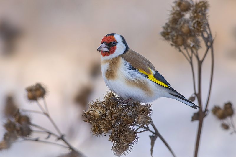 щегол,репейник,зима,декабрь Щеголphoto preview