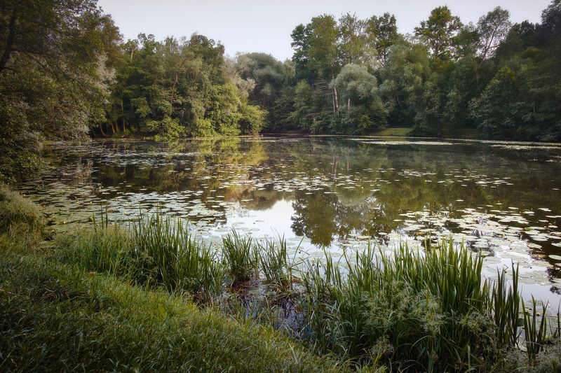 парк, деревья, озеро В парке фото превью