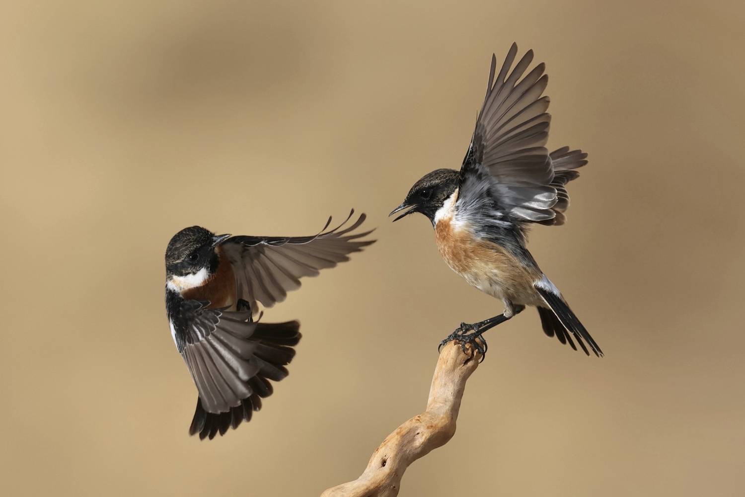 European Stonechats. Автор: David Manusevich , David Manusevich