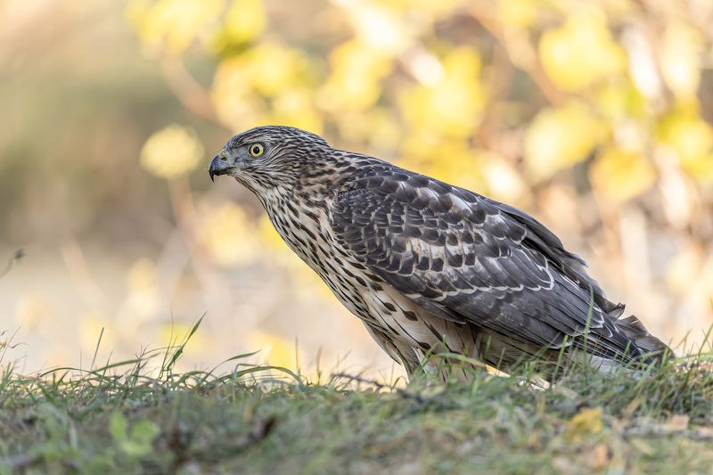 тетеревятник, ястреб, птицы, хищник, осень, фотоохота Молодой ястреб-тетеревятникphoto preview