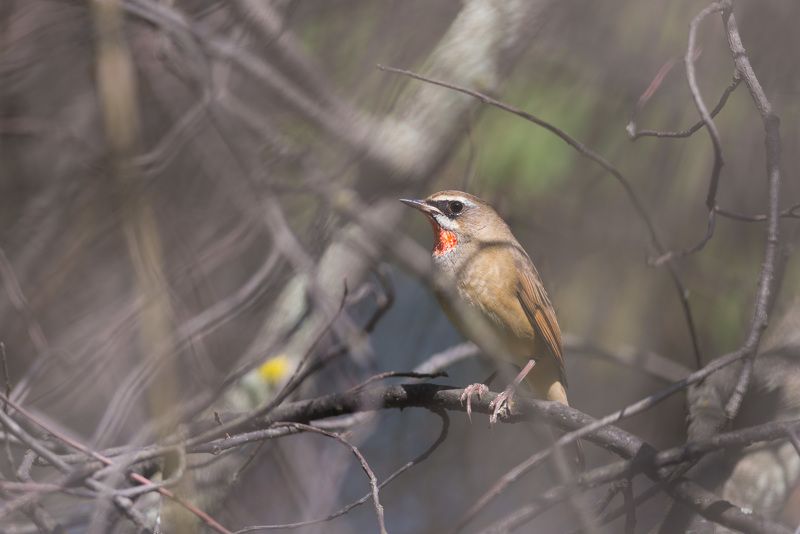 красношейка, соловей красношейка, соловей, птица, птицы, лес, бор, осень, новосибирск Красношейкаphoto preview