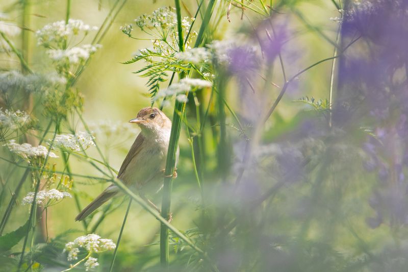 болотная камышовка, птицы, природа, лето Болотная камышовкаphoto preview