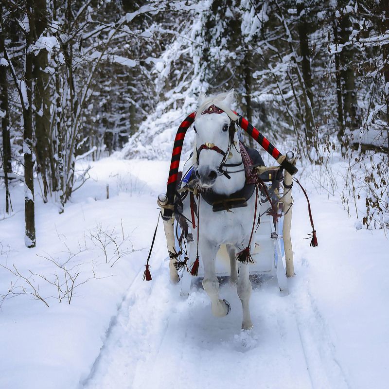С ветерком по зимнему лесу