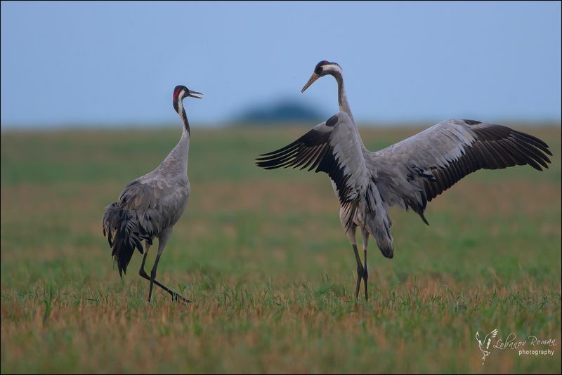 Ухаживание фото превью