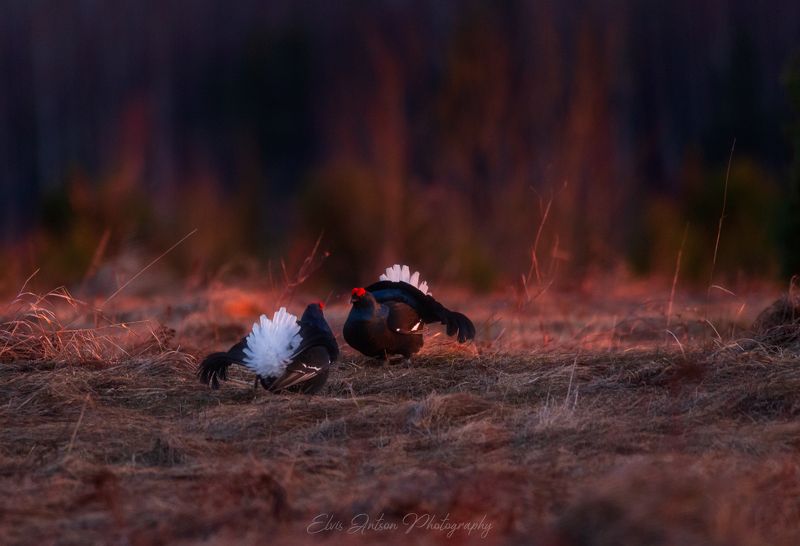 птицы, тетерева, природа, весна, тетеревиный ток, кологрив Зов природыphoto preview
