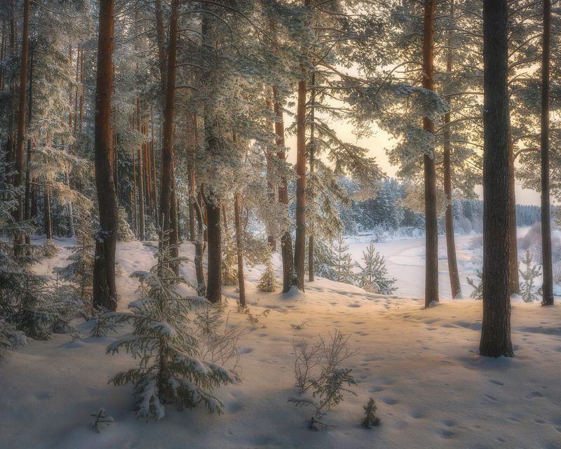 Декабрьский полдень на сосновом берегуphoto preview