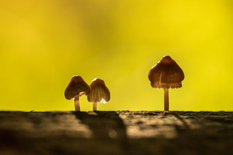 На фоне осениphoto preview