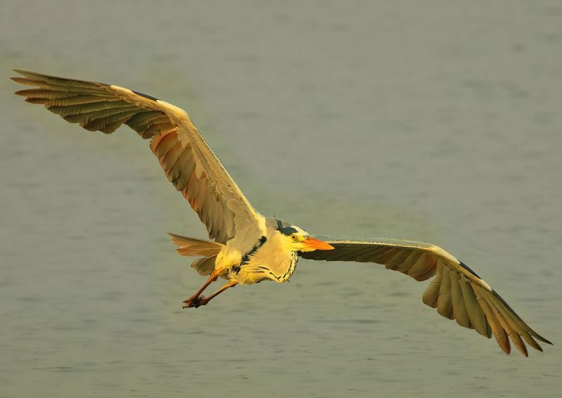 closeup, bird, birds, wild, wings, beauty, nature, swan, feather, spread, little sparrow,animal,animals,nikon,tailorbird,portraitm,eyes,eagle,kite,flying,sky,prey Grey Heronphoto preview