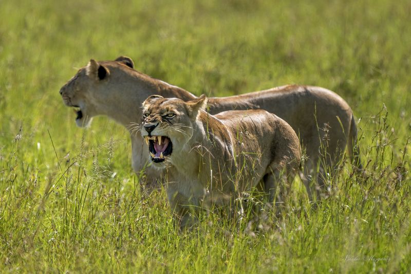 К нам не подходи ...photo preview