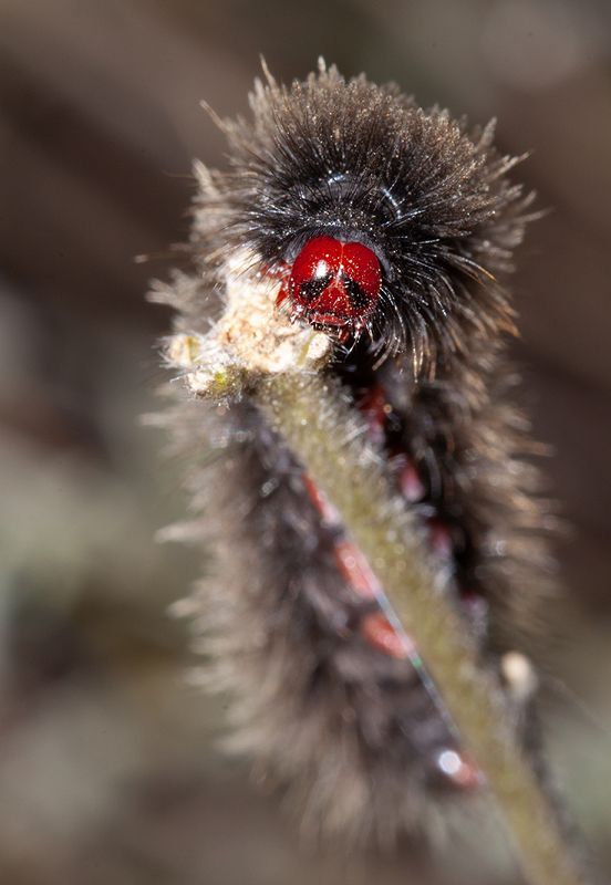 Caterpillar ....photo preview