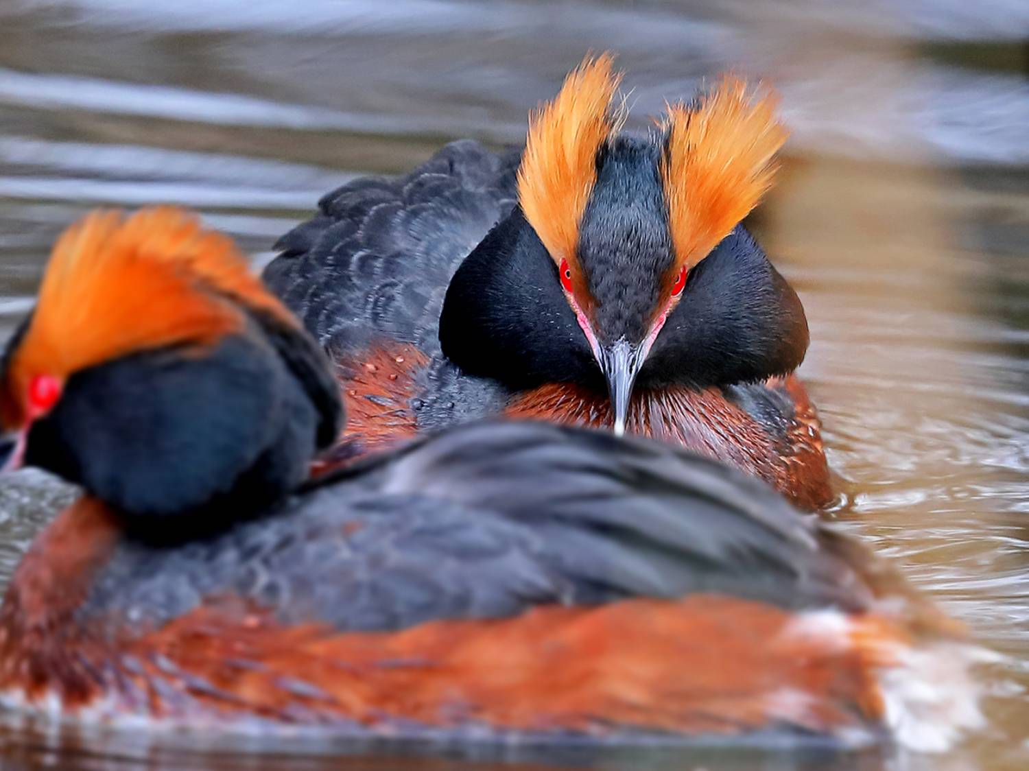 Мачо. Автор: Дмитрий Елисеев Красношейная поганка , Дмитрий Елисеев
