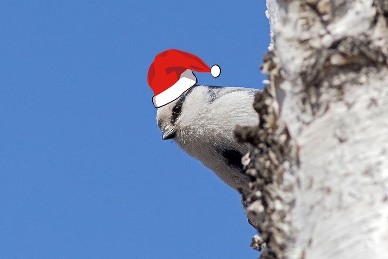 С наступающим! Белая лазоревка (князек) фото превью