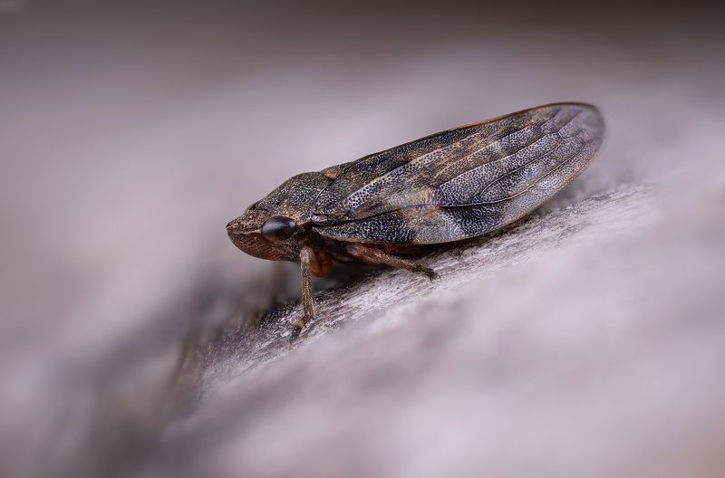 hemiptera, aphrophora alni, пенница ольховая, alksninė cikada Цикадкаphoto preview