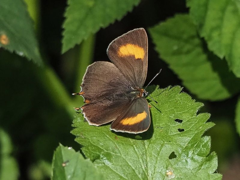 бабочки зефир березовыйphoto preview