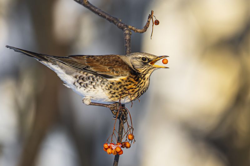 дрозд, рябинник, птицы, рябина, зима Дрозд-рябинникphoto preview
