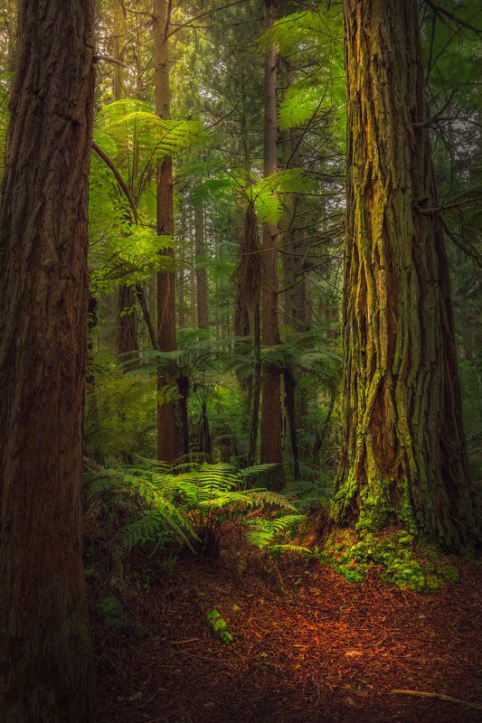 Redwoods, new zealand, outdoors, forest, travel, landscape Redwoods photo preview