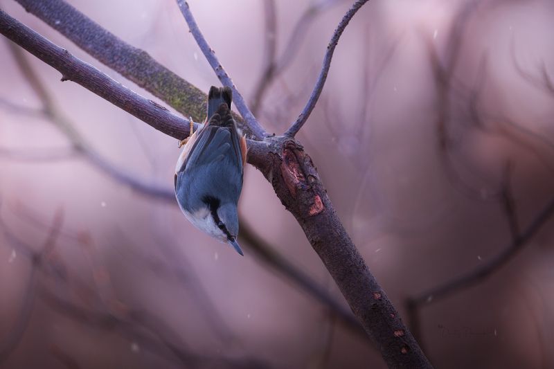 природа, лес, поля, огороды, животные, птицы, макро На стартеphoto preview