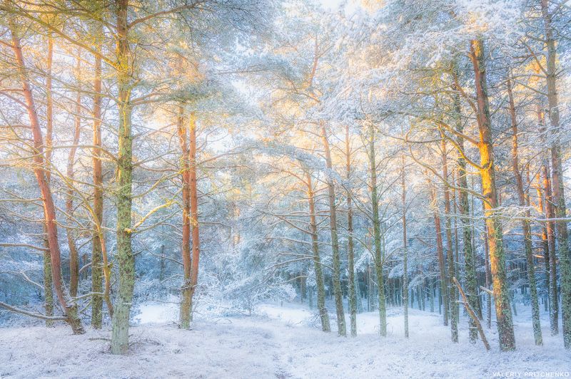 Морозное утро в лесу Куршской косыphoto preview