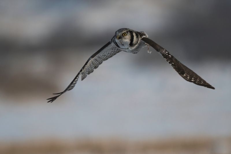 ястребиная сова Его Совейшествоphoto preview