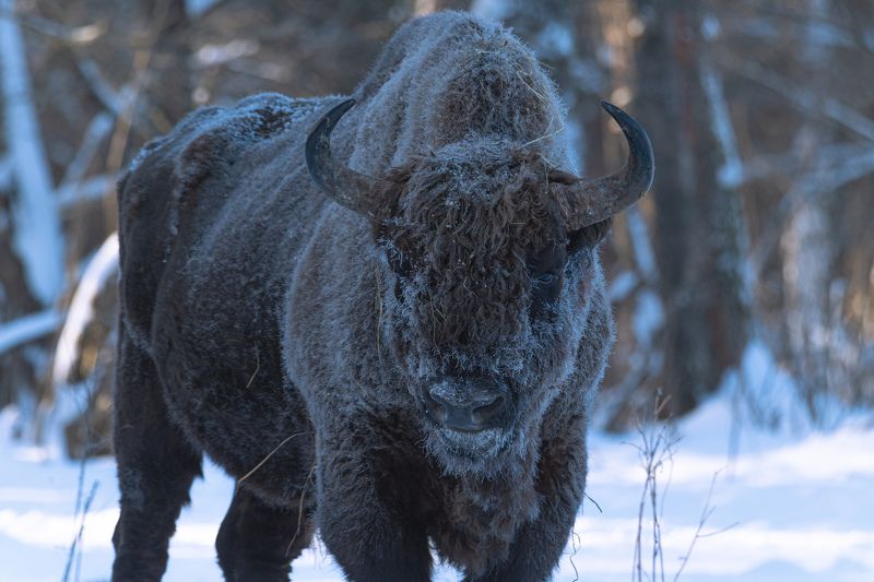 зубр, bison, forest, лес, зима, мороз, winter, природа, Nature, naturephotography, nikon, nikonrussia, иней, tamron Позированиеphoto preview