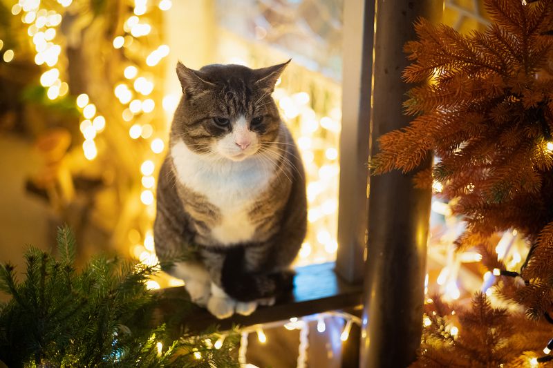 калининград, ночь, кот, новый_год, гирлянды, итоги_года ...обдумывая итоги годаphoto preview