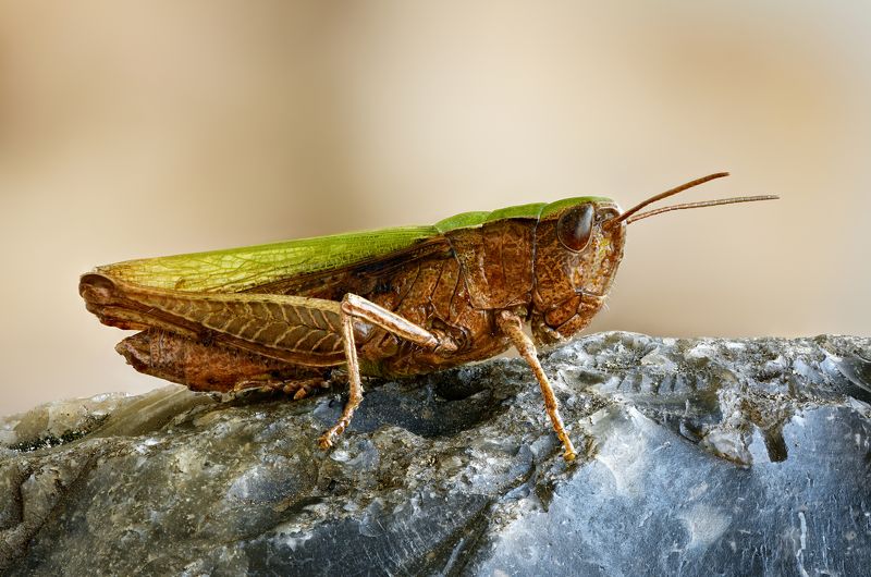 кобылкаphoto preview