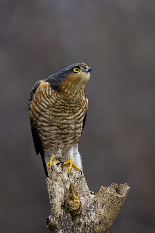 природа На изготовкеphoto preview