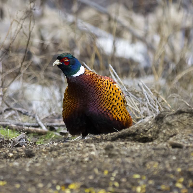 природа Фазанphoto preview