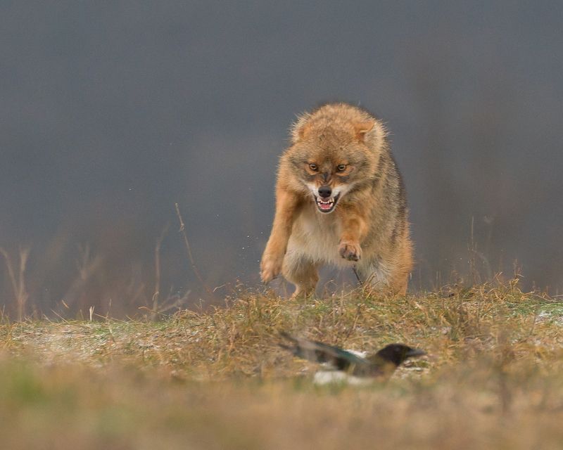 Златист чакалphoto preview