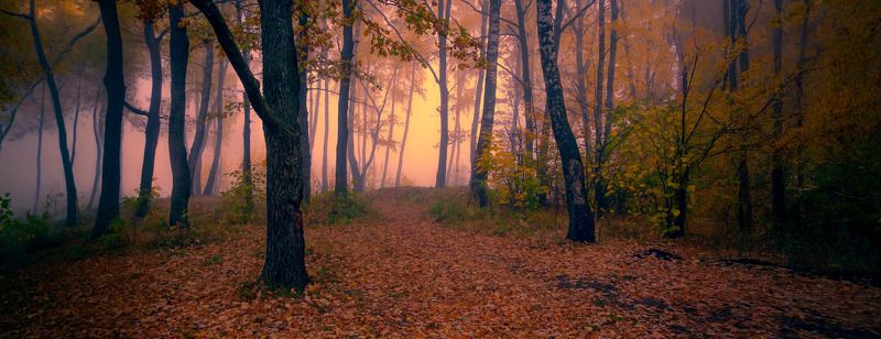 осень, лес, утро, туман, Утро в осеннем лесуphoto preview