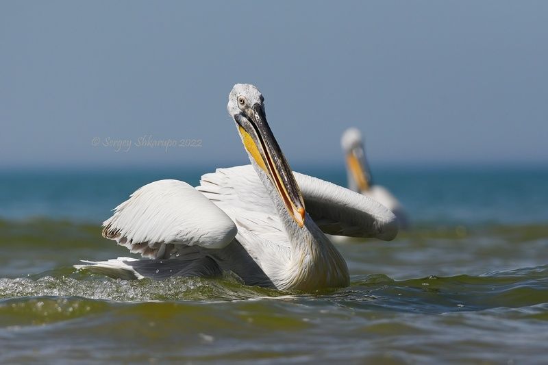 кудрявый пеликан, птицы Солнечный кудрявый пеликанphoto preview