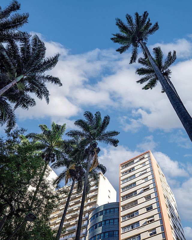 city, architecture, cities, brazil, travel, memory, trees, building, blue sky Buildingsphoto preview