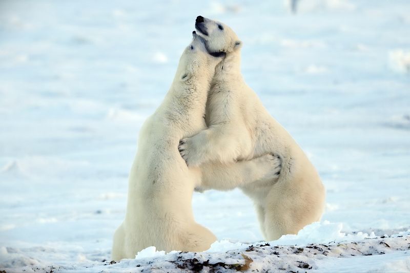 Про белых мишекphoto preview