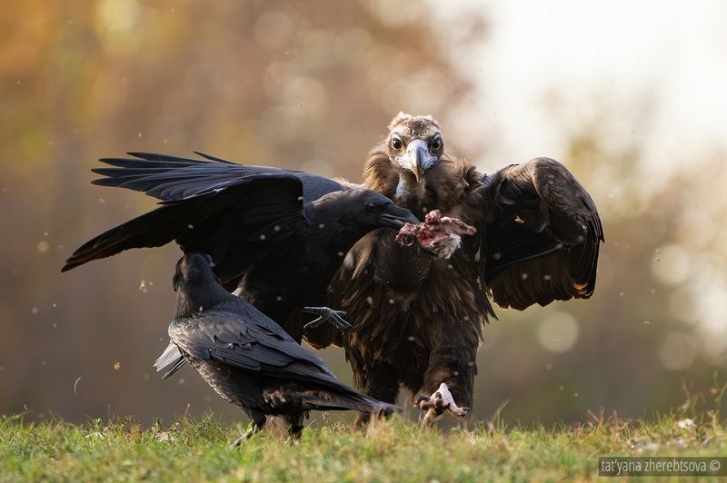 Черный грифphoto preview