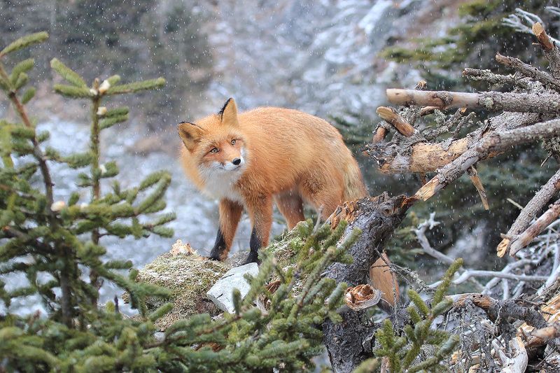 лиса Падает снегphoto preview