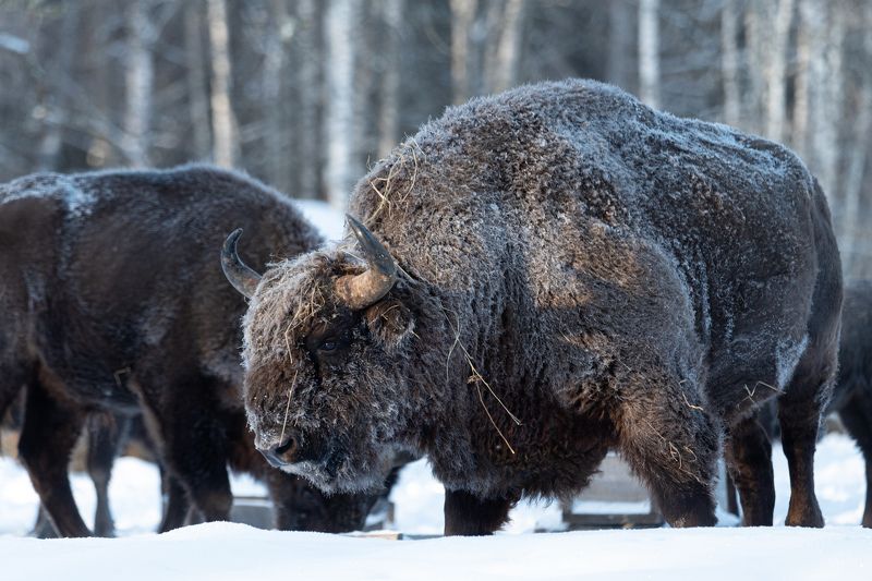 зубр, bison, forest, лес, зима, мороз, winter, природа, Nature, naturephotography, nikon, nikonrussia, иней, tamron Зубрphoto preview