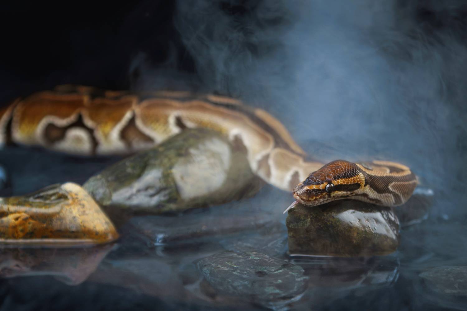 Автор: Зубкова Юлия , Зубкова Юлия