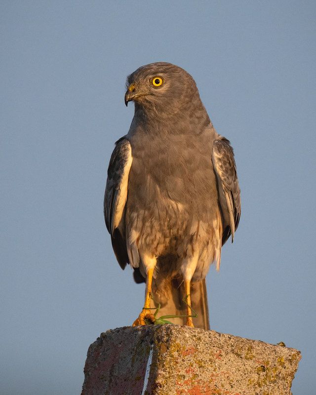 Луговой лунь с саранчой.photo preview