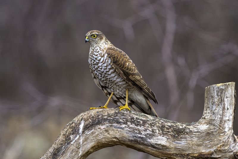 природа Ястреб-перепелятникphoto preview