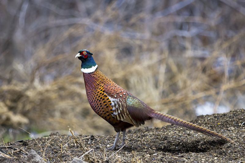 природа Фазаныphoto preview