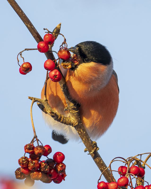 снегирь, птицы, зима, рябина Снегирьphoto preview